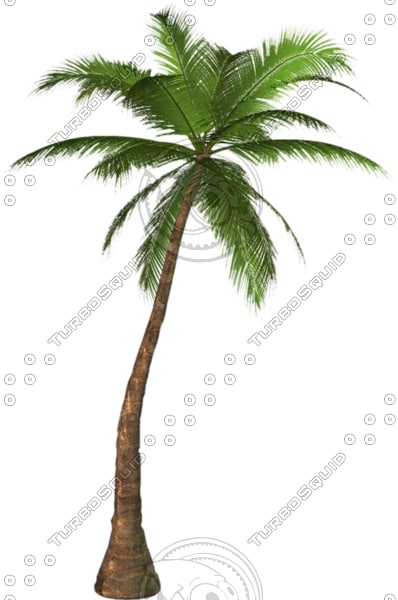 texture-other-palm-tree-tr